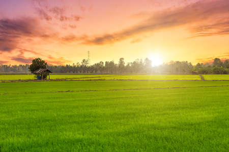 Beautiful green field cornfield or corn in Asia country agriculture harvest with sunset sky background.の写真素材