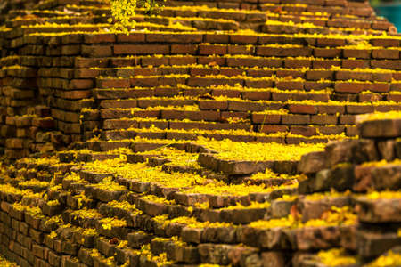Beautiful Yellow Cassia fistula(Golden shower tree) blossom blooming on tree around the wall of moat in Chiang Mai Northern Thailand. Travels in Southeast Asia.の写真素材