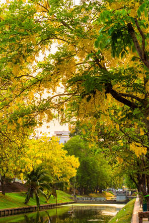 Beautiful Yellow Cassia fistula(Golden shower tree) blossom blooming on tree around the wall of moat in Chiang Mai Northern Thailand. Travels in Southeast Asia.の写真素材