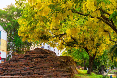 Beautiful Yellow Cassia fistula(Golden shower tree) blossom blooming on tree around the wall of moat in Chiang Mai Northern Thailand. Travels in Southeast Asia.の写真素材