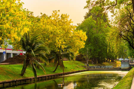 Beautiful Yellow Cassia fistula(Golden shower tree) blossom blooming on tree around the wall of moat in Chiang Mai Northern Thailand. Travels in Southeast Asia.の写真素材