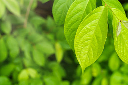 Green leaves with water drop texture,foliage nature green backgroundの写真素材