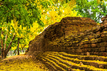 Beautiful Yellow Cassia fistula(Golden shower tree) blossom blooming on tree around the wall of moat in Chiang Mai Northern Thailand. Travels in Southeast Asia.の写真素材