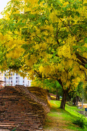 Beautiful Yellow Cassia fistula(Golden shower tree) blossom blooming on tree around the wall of moat in Chiang Mai Northern Thailand. Travels in Southeast Asia.の写真素材