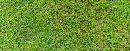 top view of green grass ground texture natural background in fresh spring.