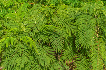 Green Cha om leaves tree with Climbing Wattle which are very small in garden,foliage nature background,Commonly used young leaves to cook in Thailand.の写真素材
