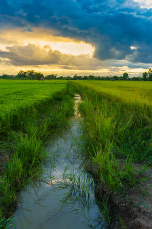 Beautiful green field cornfield or corn in Asia country agriculture harvest with sunset sky background.の写真素材