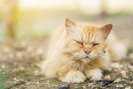 Sidet view of a grumpy Persian cat facing in the gardens naturel background, looking at the cameraの写真素材
