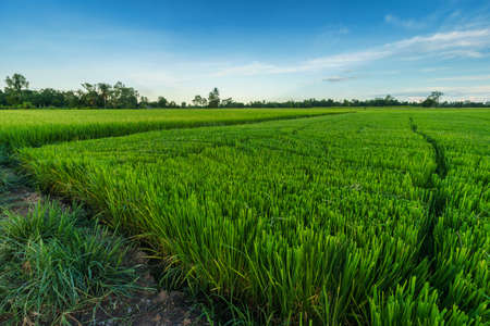 Beautiful green field cornfield or corn in Asia country agriculture harvest with sunset sky background.の写真素材