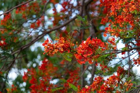 Beautiful Tropical red flowers Royal Poinciana or The Flame Tree (Delonix regia) in Thailand on blue...