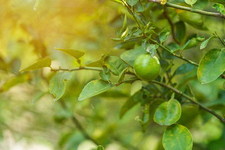 Close up of green lemons grow on the lemon tree in a garden background  harvest citrus fruit thailand.の写真素材