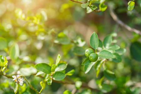 Close up of green lemons grow on the lemon tree in a garden background  harvest citrus fruit thailand.の写真素材