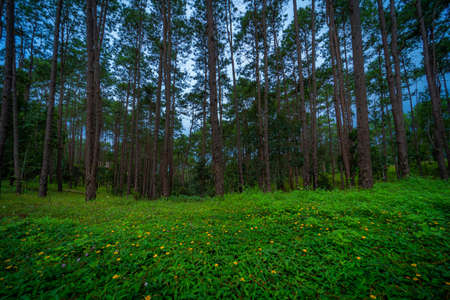 Beautiful larch forest with different trees,pine forest green on the mountain on nature trail at Doi Bo Luang Forest Park, Chiang Mai, Thailand in the morning.の写真素材