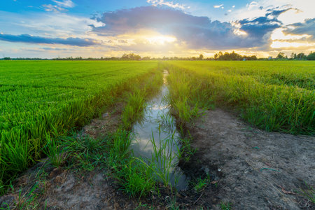 Beautiful green field cornfield or corn in Asia country agriculture harvest with sunset sky background.の写真素材