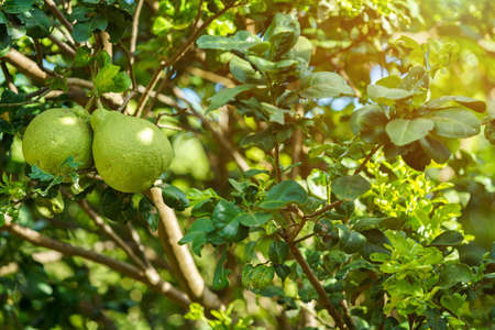 Close up of green Grapefruit grow on the Grapefruit tree in a garden background  harvest citrus fruit thailand.の写真素材