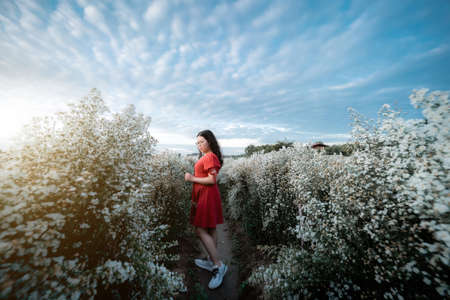 Portrait of asian Young woman happy traveler with red dress enjoying in white blooming or White margarita flower field in the nature garden of in Chiang Mai,Thailand,travel relax vacation conceptの写真素材