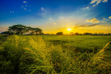 Beautiful Clump of grass wild flower a warm light and green field cornfield or corn and green tree...