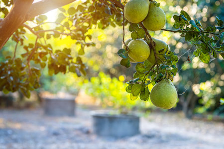 Close up of green Grapefruit grow on the Grapefruit tree in a garden background  harvest citrus fruit thailand.の写真素材