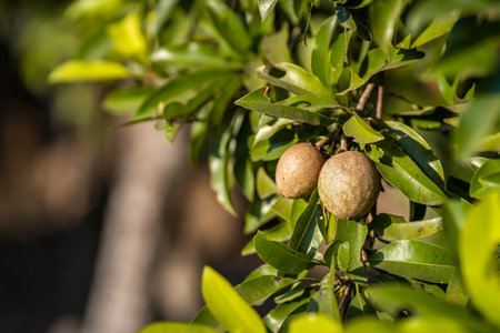 Close up of Sapodilla grow on the Sapodilla tree in a garden background Sapodilla leaves in thailand,fruit for healthyの写真素材