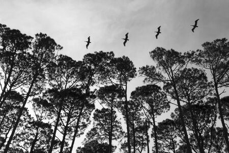 A line of herons flying over a South Carolina coastlineの写真素材