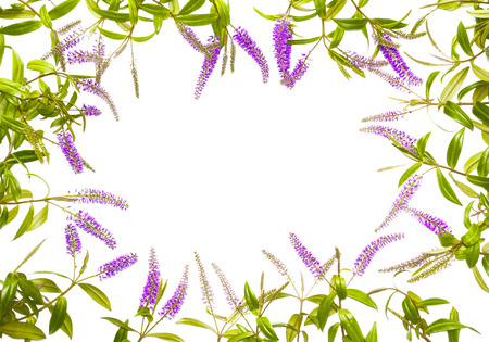 Summer Lilac, Buddleja Davidii, flower frame on white background.の写真素材