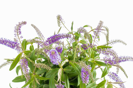 Closeup of purple Summer Lilac Flowers isolated on white background with copy space.の写真素材