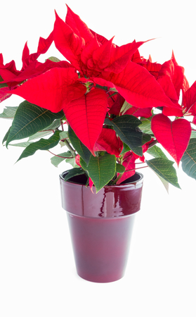 Closeup of a beautiful Poinsettia Flower in a burgundy red flower pot on white background.の写真素材