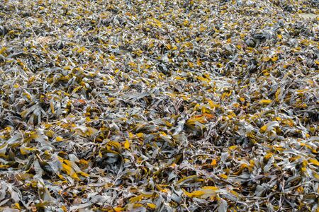 Large bed of seaweed on a slipway in the United Kingdom.