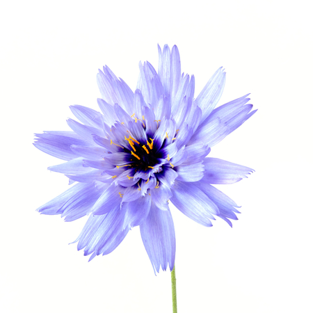 Wild blue Succory flower,  Cichorium intybus  on white background. の写真素材