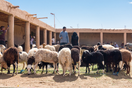 Rissani, Morocco -  May 09, 2017:Two Moroccans are looking at sheep at the sheep market in Rissani, Morocco, Africa.のeditorial素材