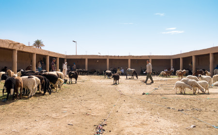 Rissani, Morocco -  May 09, 2017: Moroccan sheep traders are getting ready to sell their sheep at the sheep market in Rissani, Morocco, Africa.のeditorial素材