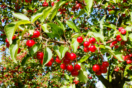 Closeup of sunlit red crab apples hanging on a crabapple tree.の写真素材