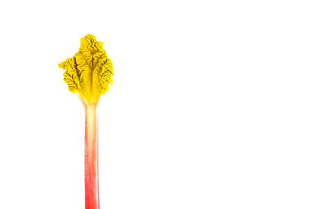 One young forced rhubarb stalk with leaf isolated over white background. Top view.の写真素材