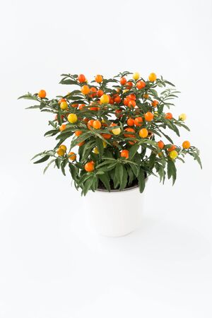 Winter Cherry, Solanum Capsicastrum, plant in white plant pot isolated on white background.の写真素材