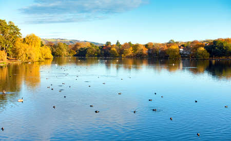 Roath park lake in autumn with ducks and swans swimming in the lake and trees full of colourful leaves.の写真素材