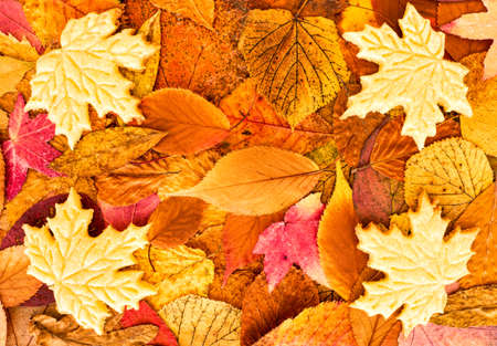 Four homemade shortcrust biscuits in maple leaf form on colorful autumn leaves with copy space. Top view.の写真素材