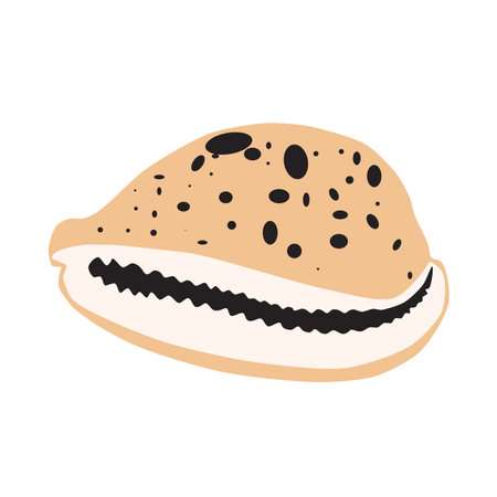 Seashell Cypraea tigris isolated on white background. Tiger cowrie marine shell paint iconのイラスト素材