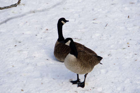 Canadian Gooseの写真素材