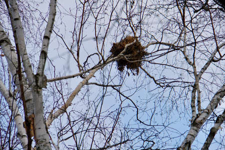 Birds at Lynde Shoreの写真素材