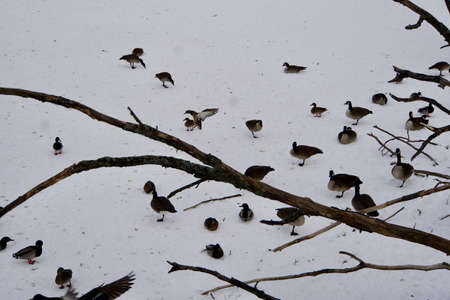 Birds at Lynde Shore