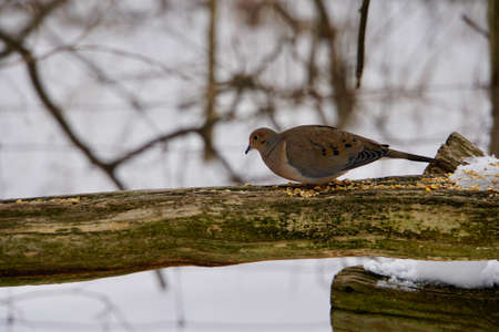 Birds at Lynde Shoreの写真素材