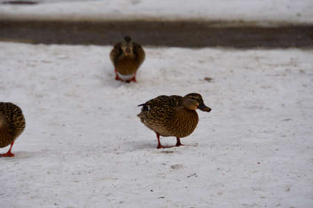 ducks at Lynde Shoresの写真素材