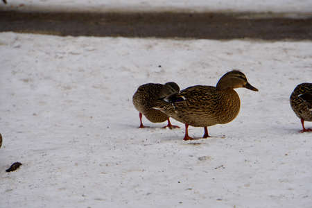 ducks at Lynde Shoresの写真素材