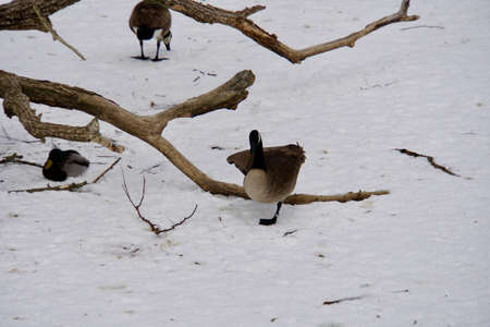 ducks at Lynde Shoresの写真素材