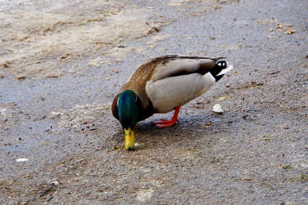 ducks at Lynde Shoresの写真素材