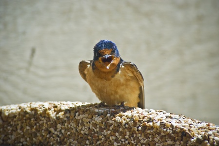 Bird on Antelope Island