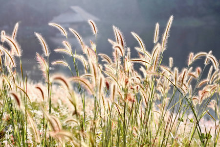 Grass flower at a reservoirの写真素材
