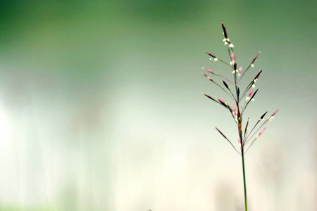 Grass flowers with green backgroundの写真素材