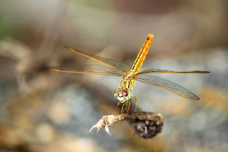 An orange dragonfly on a branchの写真素材