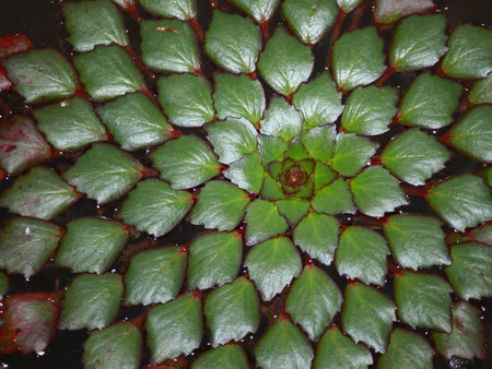 Texture of water green leaves